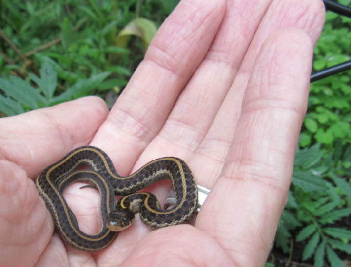 Coast Garter Snake